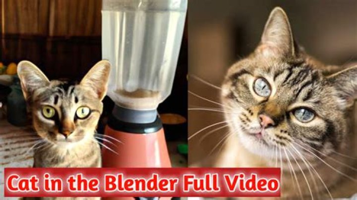 The Dark Truth Behind The "Cat In A Blender" Video